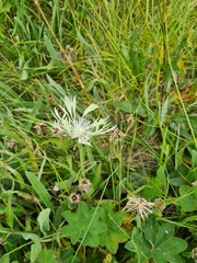 Centaurea cheiranthifolia