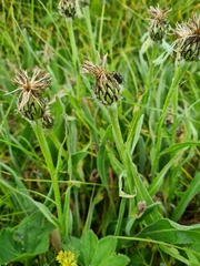 Centaurea cheiranthifolia