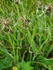 Centaurea cheiranthifolia