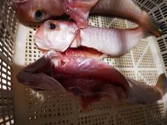 Branchiostegus auratus