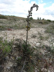 Epipactis kleinii