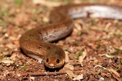 Coeranoscincus reticulatus