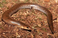Coeranoscincus reticulatus