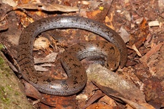 Coeranoscincus reticulatus