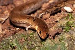 Coeranoscincus reticulatus