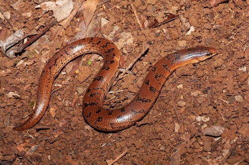 Three-toed Snake-tooth Skink, Coeranoscincus reticulatus