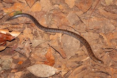 Coeranoscincus reticulatus