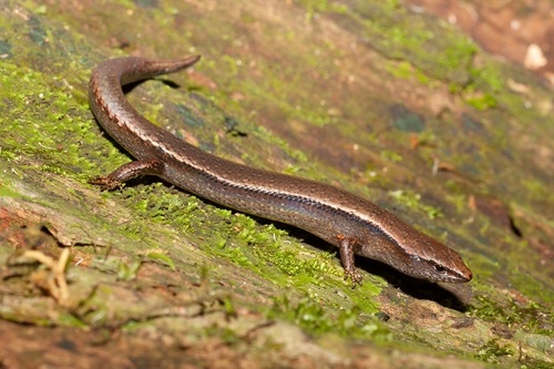 Rainforest Cool-skink