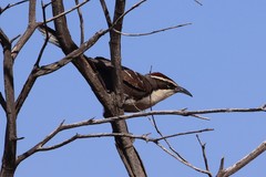 Pomatostomus ruficeps