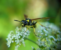 Tenthredo marginella