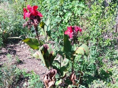 Canna indica