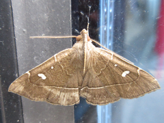 Cidariplura gladiata