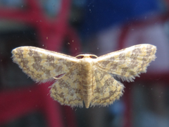 Idaea auricruda