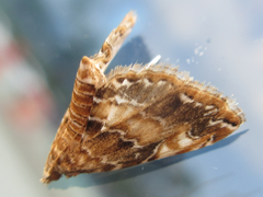 Elophila turbata