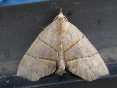 Gonepatica opalina