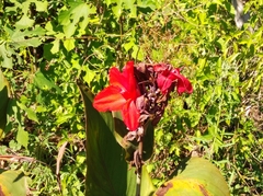 Canna indica