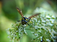 Tenthredo marginella