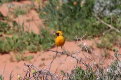 Epthianura aurifrons