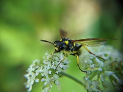 Tenthredo marginella
