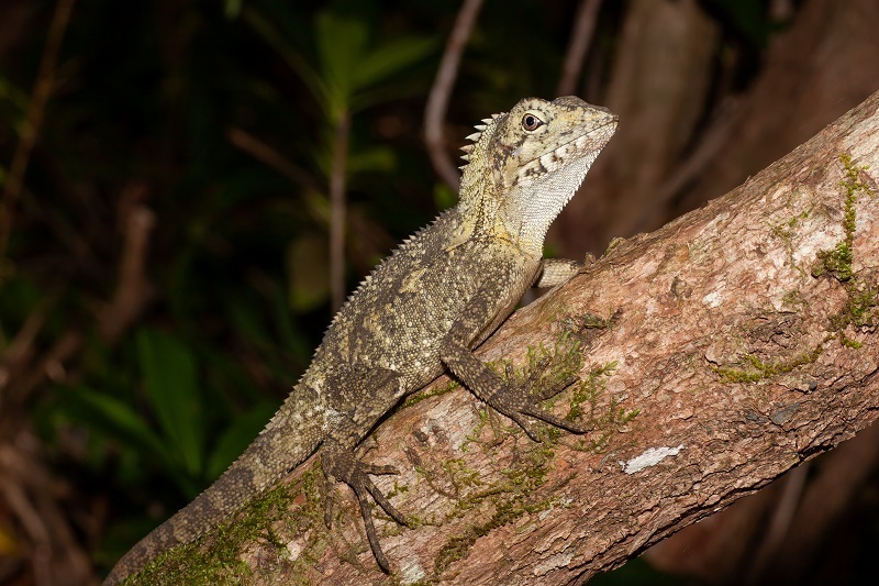 Southern Forest Dragon