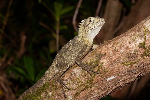 Southern Forest Dragon