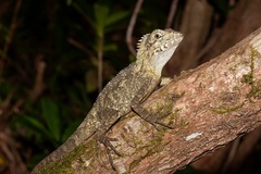 Lophosaurus spinipes