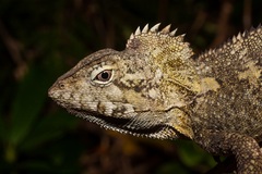 Lophosaurus spinipes