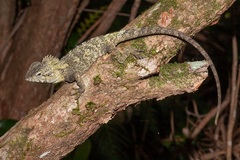 Lophosaurus spinipes