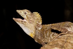 Lophosaurus spinipes