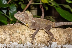 Lophosaurus spinipes