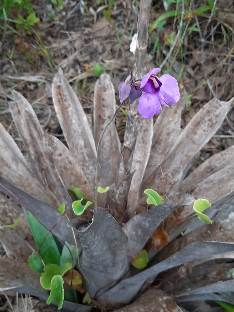 Utricularia nelumbifolia Gardner