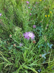 Centaurea jacea