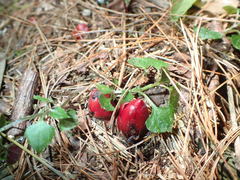 Balanophora laxiflora