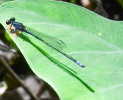 Enallagma cardenium