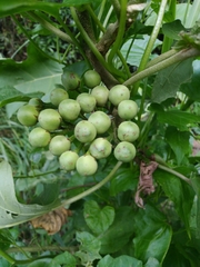 Solanum torvum