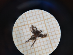 Liocranidae