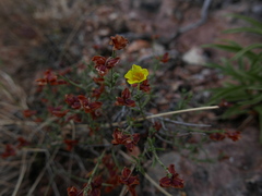Fumana ericifolia