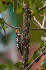 Dendrocoptes auriceps