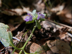 Galeopsis ladanum ladanum