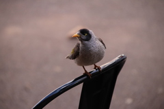 Manorina melanocephala