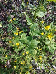 Lapsana communis intermedia
