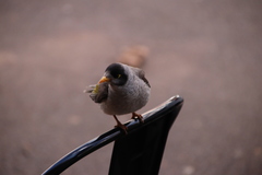 Manorina melanocephala