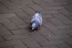 Columba livia domestica