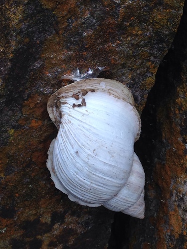 Drymaeus dombeyanus