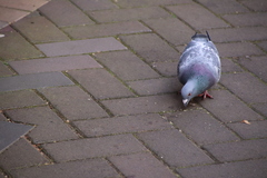 Columba livia domestica
