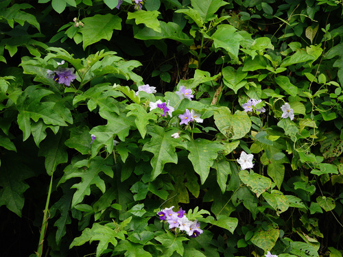 blue potato tree