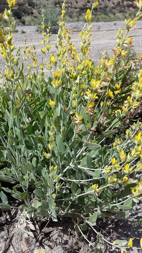 Anthyllis cytisoides cytisoides