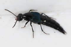 Philonthus caeruleipennis