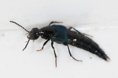 Philonthus caeruleipennis