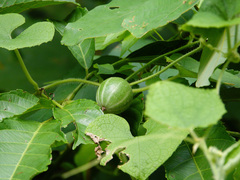 Trichosanthes scabra